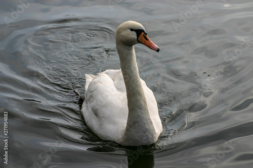 A swan at the lake of Kastoria, Macedonia, Greece