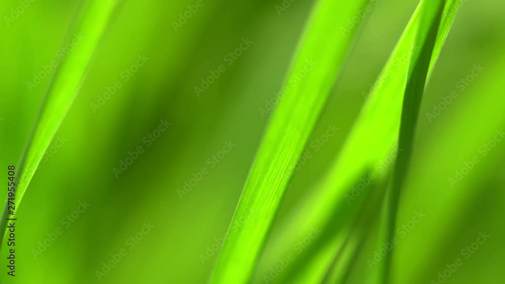 Vibrant green grass close-up. Green grass macro. Abstract natural background of green grass and beauty blurred bokeh. Summer. Vibrant green grass close-up. Green grass macro. Abstract natural background of green grass and beauty blurred bokeh. Summer.