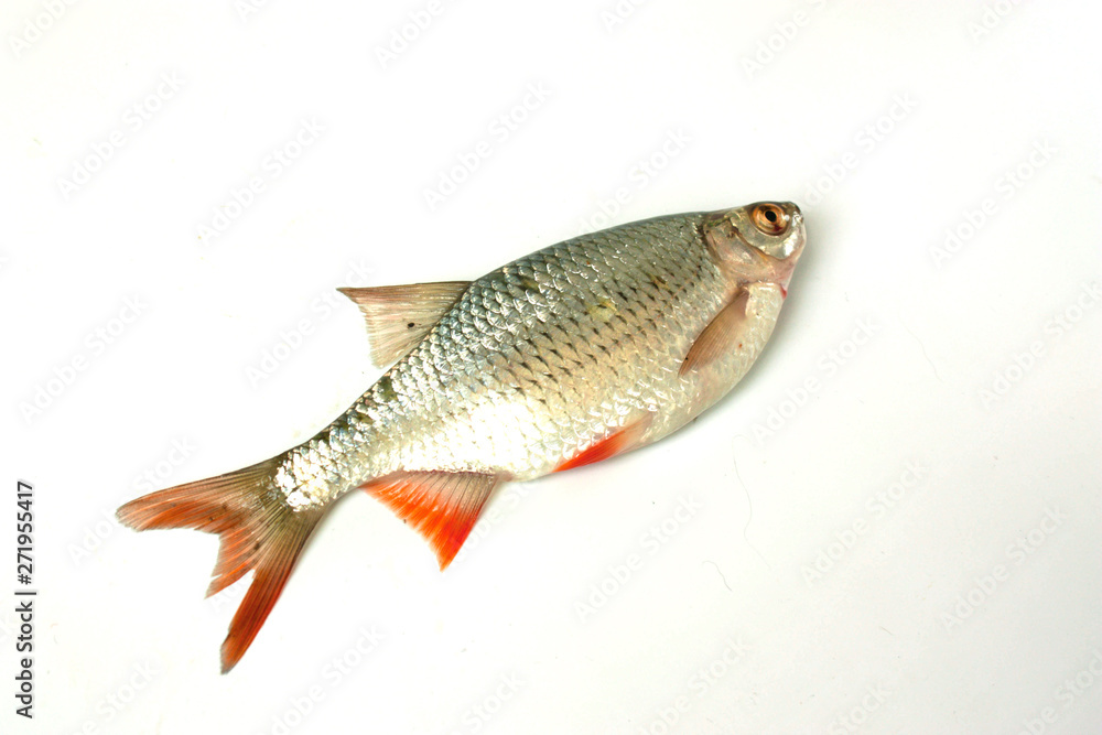 rudd fish isolated on white background rudd fish isolated on white background