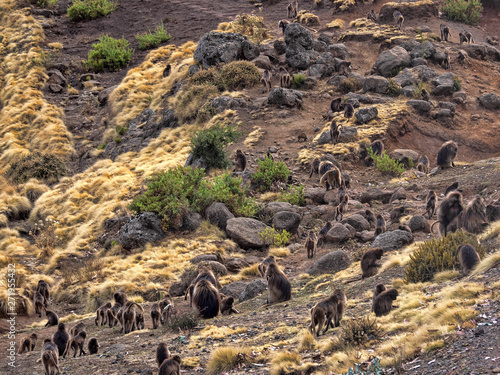 Big bunch of Gelada, Theropithecus gelada, on the slopes of Simien Mountgais National Park, Ethiopia