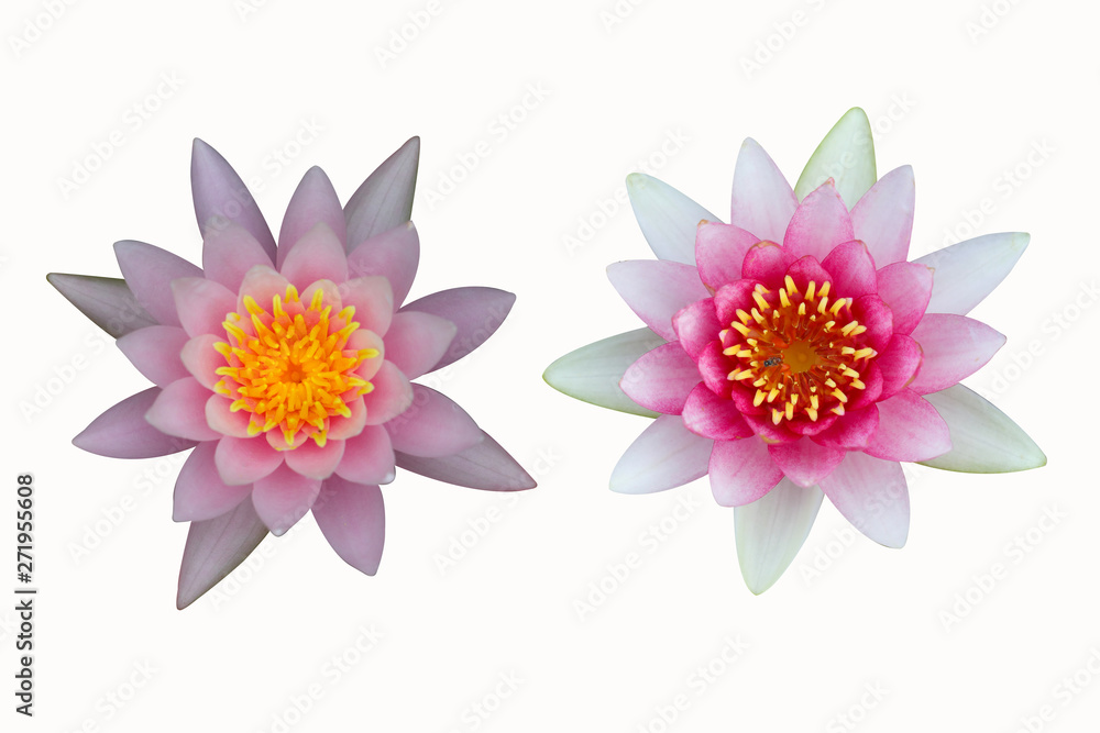 Water lily isolated on white.