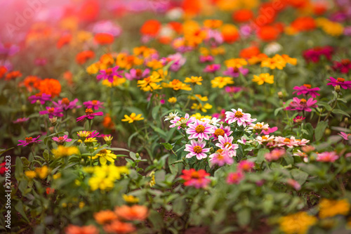 色鮮やかな花壇の花々