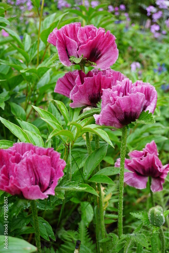 Papaver orientale Central Park