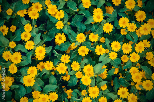 群生する黄色い花の背景素材