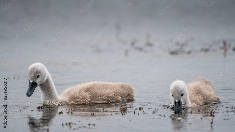 Fototapeta premium Isolated close up of mute swan youngsters in the wild- Danube Delta Romania