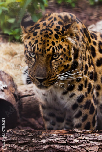 Muzzle of a  Far Eastern leopard close-up against the background of forest litter and logs  the look of a large predatory cat