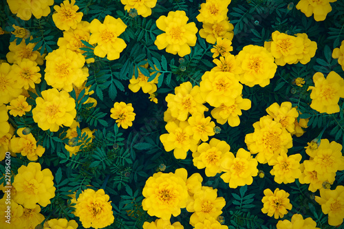 群生する黄色い花の背景素材
