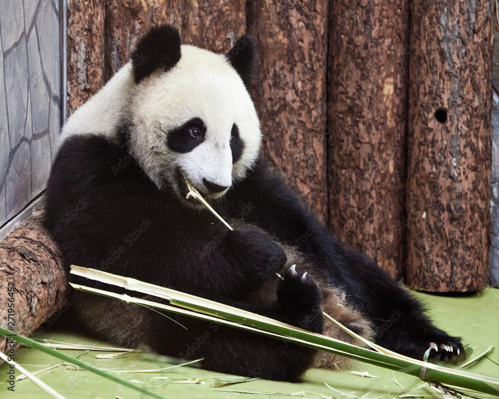 Fototapeta premium Cute panda sits on the ground in the corner and eats bamboo. Chinese panda in the Russian Moscow Zoo.
