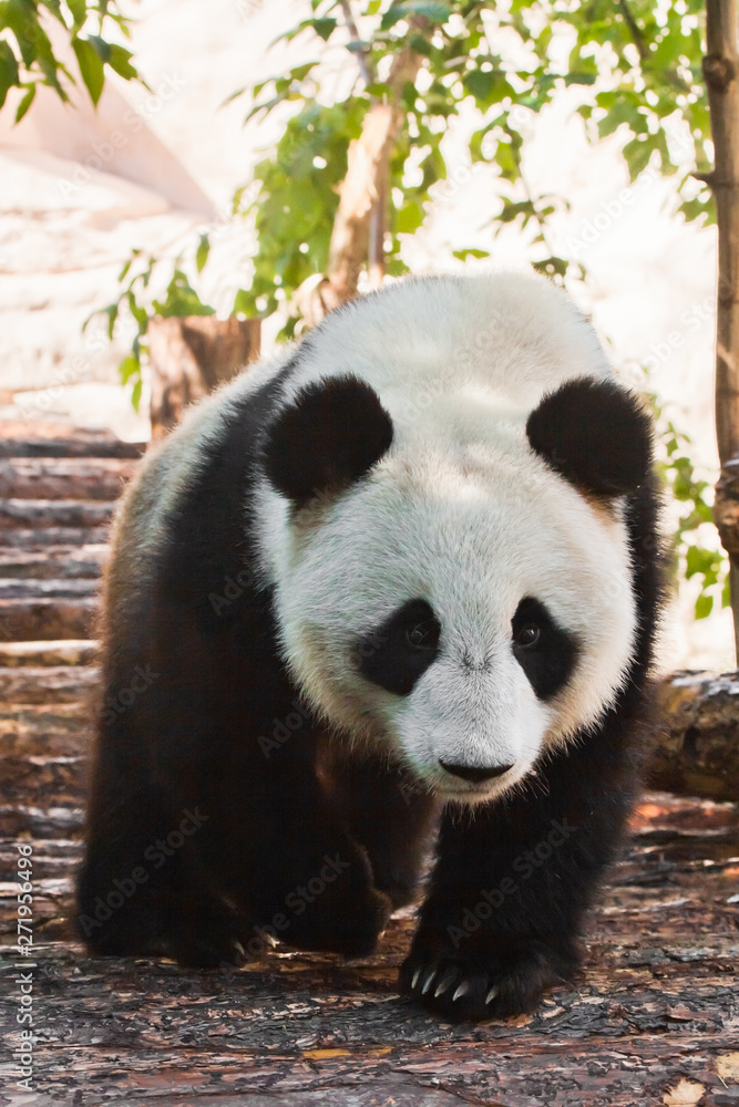 Obraz premium big panda purposefully walks along the log flooring under the green foliage. Chinese panda in the Russian Moscow zoo.