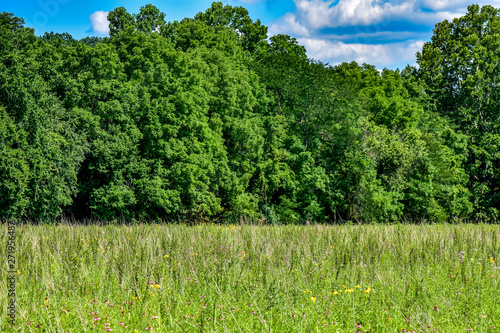Ohio Prairie with Treeline