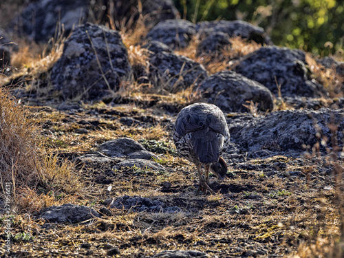 Chestnut-naped Francolin, Francolinus castaneicollis, in Simien Mountains National Park, Ethiopia. photo