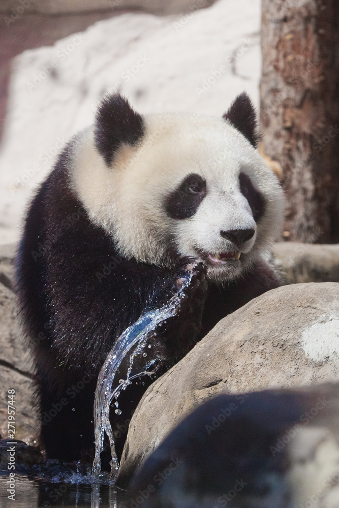 Fototapeta premium panda playing with water. big panda climbs on the stones at the stream, wet hair and spray Chinese panda in the Russian Moscow zoo.