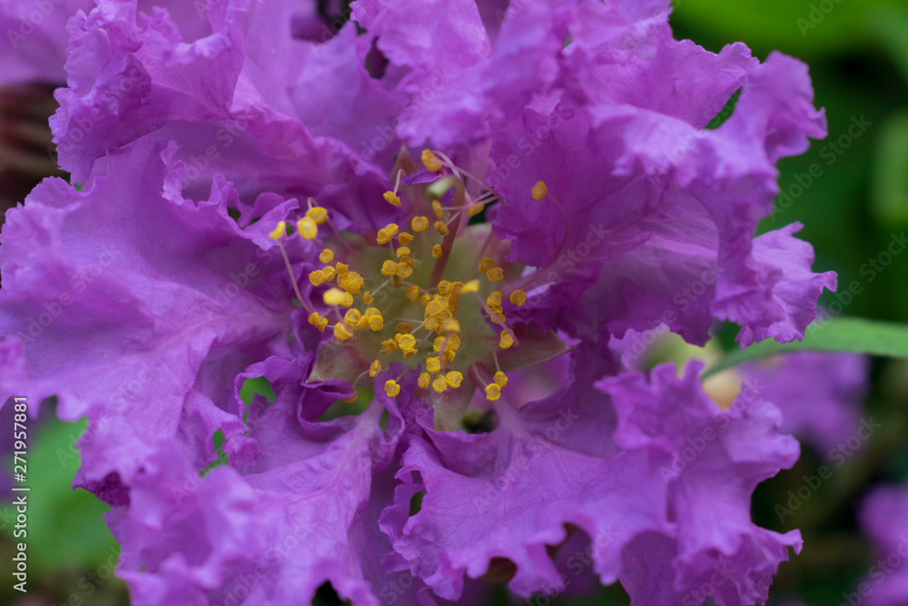 Flowers that are pollinated with purple