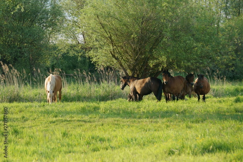 Wallpaper Mural W cieniu drzew Torontodigital.ca