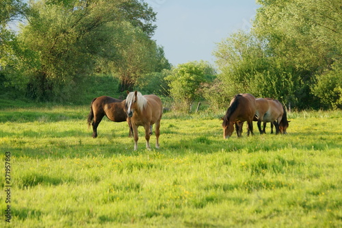 Wallpaper Mural Stado koni Torontodigital.ca