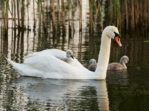 White Mother Swan with a small gray Swan, which rolls like a tourist cruise sea liner.