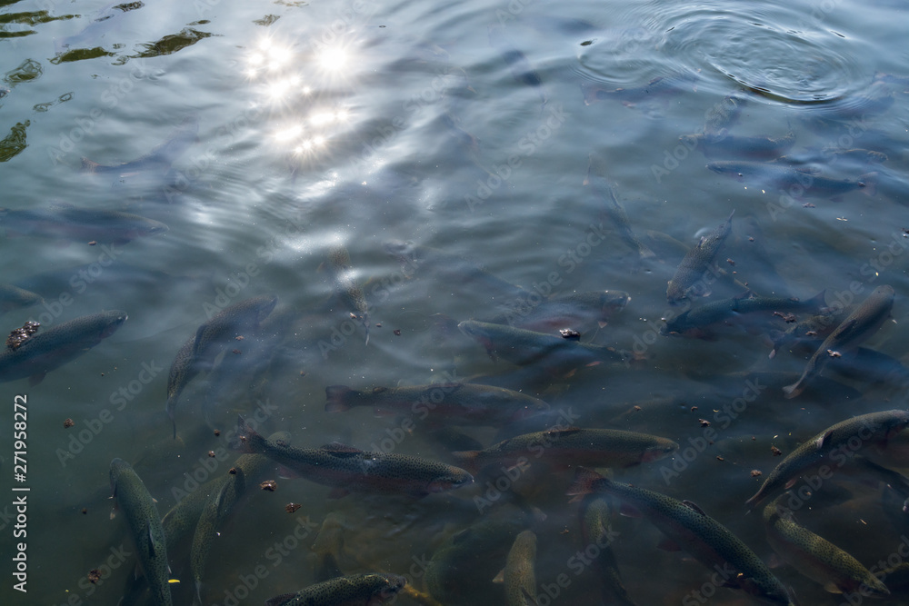 Fishes in the lake on sunny day - at commercial fishing farm 1 Fishes in the lake on sunny day - at commercial fishing farm 1