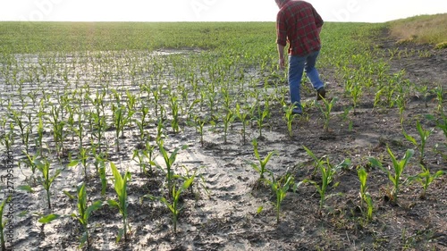 Farmer  inspect young green corn plants in mud, damaged  field after flood, agriculture in spring 4K footage
