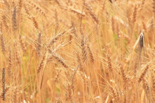Beautiful golden wheat field