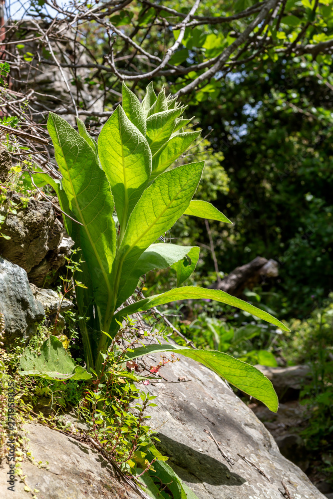 Plant with large leaves (Verbascum) grows on stones (Cyclades, Andros island, Greece) Plant with large leaves (Verbascum) grows on stones (Cyclades, Andros island, Greece)