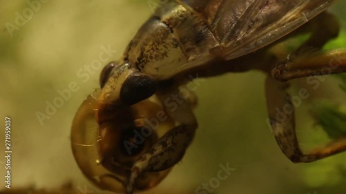 belostomatid water bug eating a planorbe snail photo