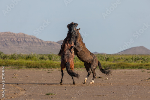 Pair of Wild Horse Stallions Fighting in the Utah Desert