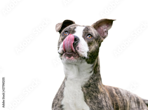 Fotografija A brindle and white Pit Bull Terrier mixed breed dog licking its lips
