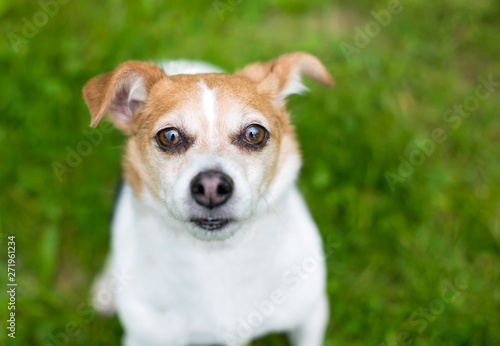 A cute Jack Russell Terrier mixed breed dog looking up at the camera