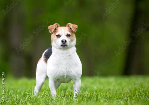 A cute Jack Russell Terrier mixed breed dog standing outdoors