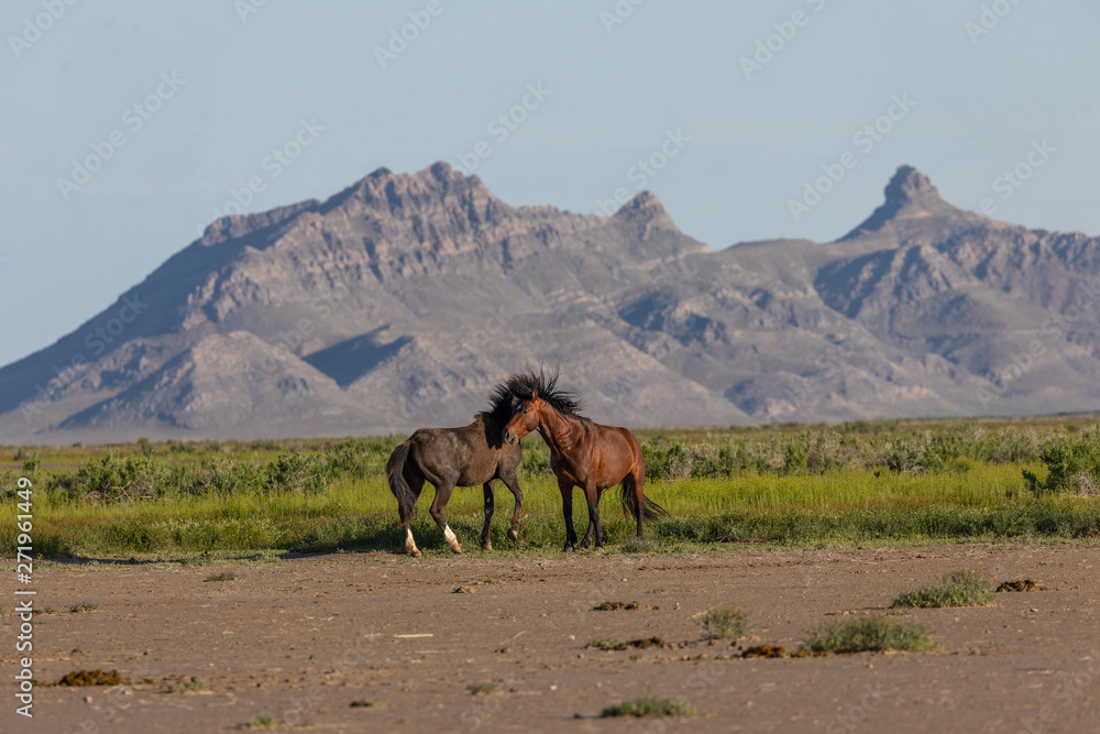 Pair of Wild Horse Stallions Fighting in the Utah Desert