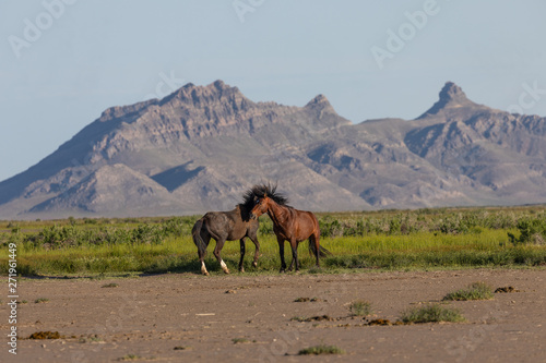 Pair of Wild Horse Stallions Fighting in the Utah Desert © natureguy
