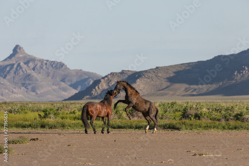 Pair of Wild Horse Stallions Fighting in the Utah Desert