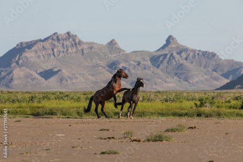 Pair of Wild Horse Stallions Fighting in the Utah Desert