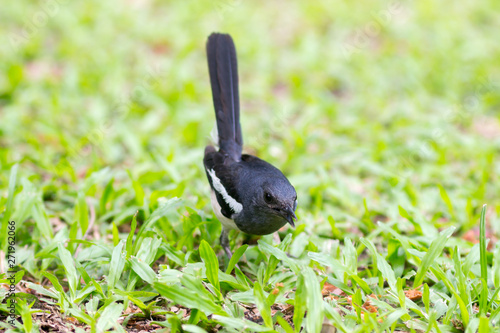 Bird (Oriental magpie-robin or Copsychus saularis) black and white color in the garden,Birds of Thailand - image