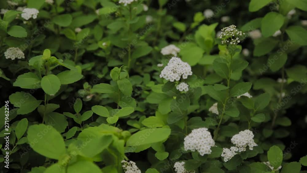 Flowering bush of white lilac flower under blue sky. Spring flower Concept Flowering bush of white lilac flower under blue sky. Spring flower Concept