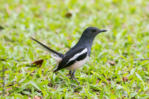 Bird (Oriental magpie-robin or Copsychus saularis) black and white color in the garden,Birds of Thailand - image © Hatsadin