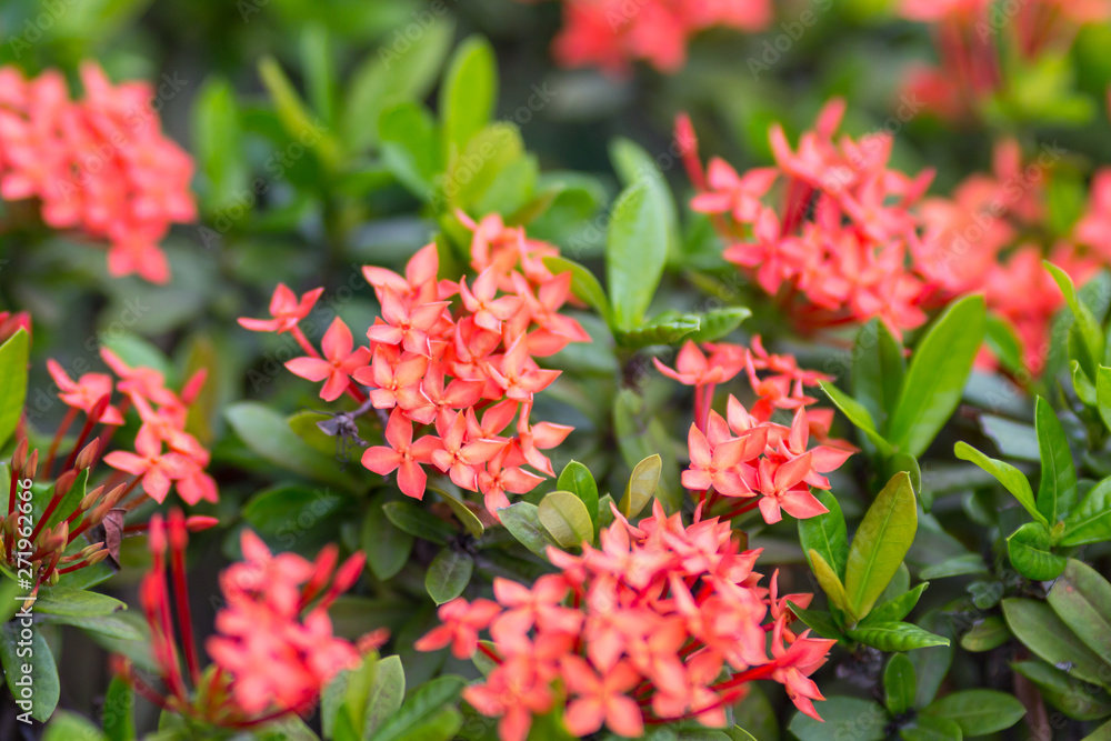 Ixora coccinea or West Indian Jasmine flower flower blossom in a garden. red spike flower. King Ixora blooming-image 06 Ixora coccinea or West Indian Jasmine flower flower blossom in a garden. red spike flower. King Ixora blooming-image 06