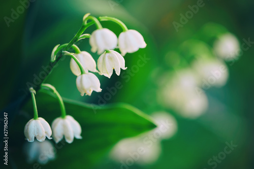 Blossoming flowers of lily of the valley in early morning outdoors macro