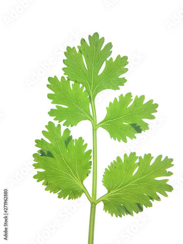 Coriander leaves or Coriandrum sativum A small herbaceous plant in the family Apiaceae. Eaten as a vegetable And decorated in many foods. Coriander leaves isolated on a white background