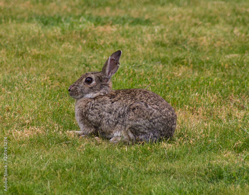 wild rabbit wild rabbit