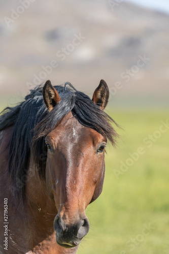Portrait of a Beautiful Wild Horse © natureguy