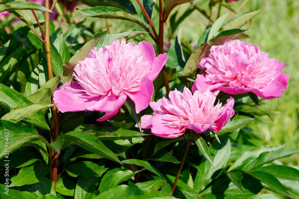Pink double flowered Peonies in the nature Pink double flowered Peonies in the nature
