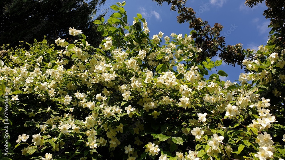 June 7, 2019 plants in the garden June 7, 2019 plants in the garden