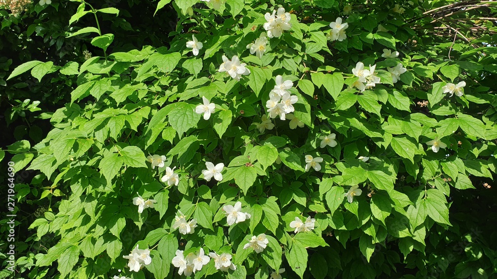 Fototapeta premium June 7, 2019 plants in the garden
