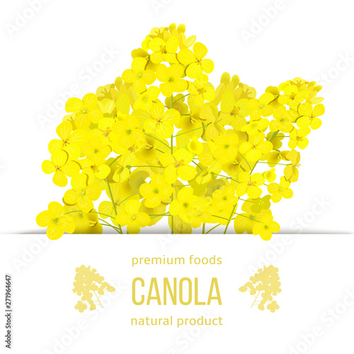 Rapeseed blossom flowers card. template copy space text. Premium foods badge. Flowering Canola or colza