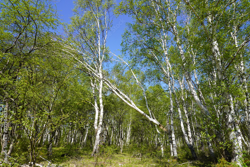 Fototapeta premium 折れて倒れそうな白樺のある林の風景