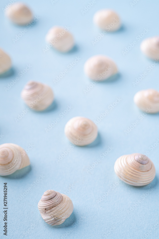 Summer seashell angle view blue background close up