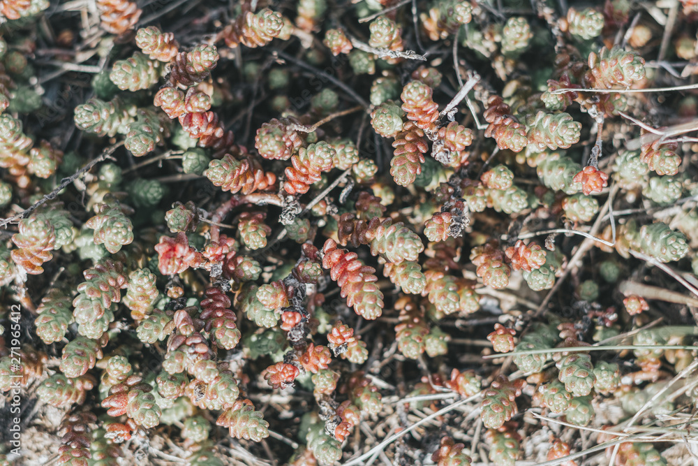 Pink moss or mini decorative grass, top view Pink moss or mini decorative grass, top view