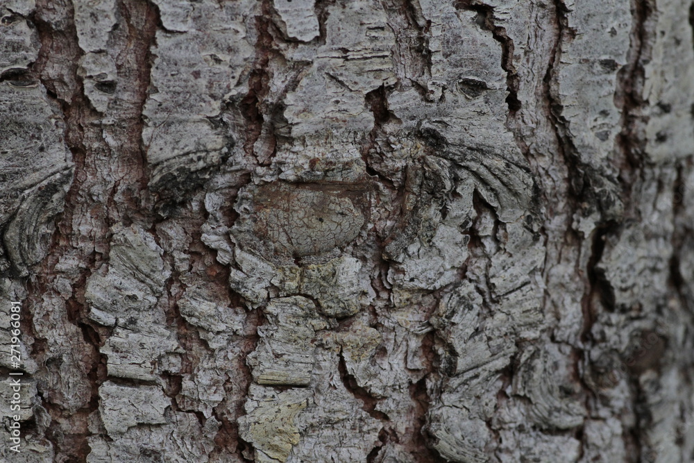 Beautiful background, bark of an old pine tree. Beautiful background, bark of an old pine tree.