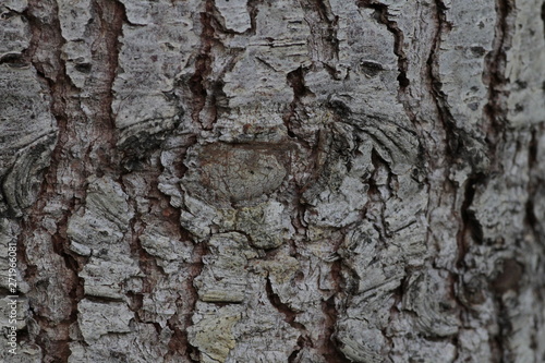 Fototapeta Naklejka Na Ścianę i Meble -  Beautiful background, bark of an old pine tree.